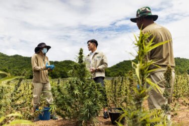 Des agriculteurs thailandais cultivant le cannabis