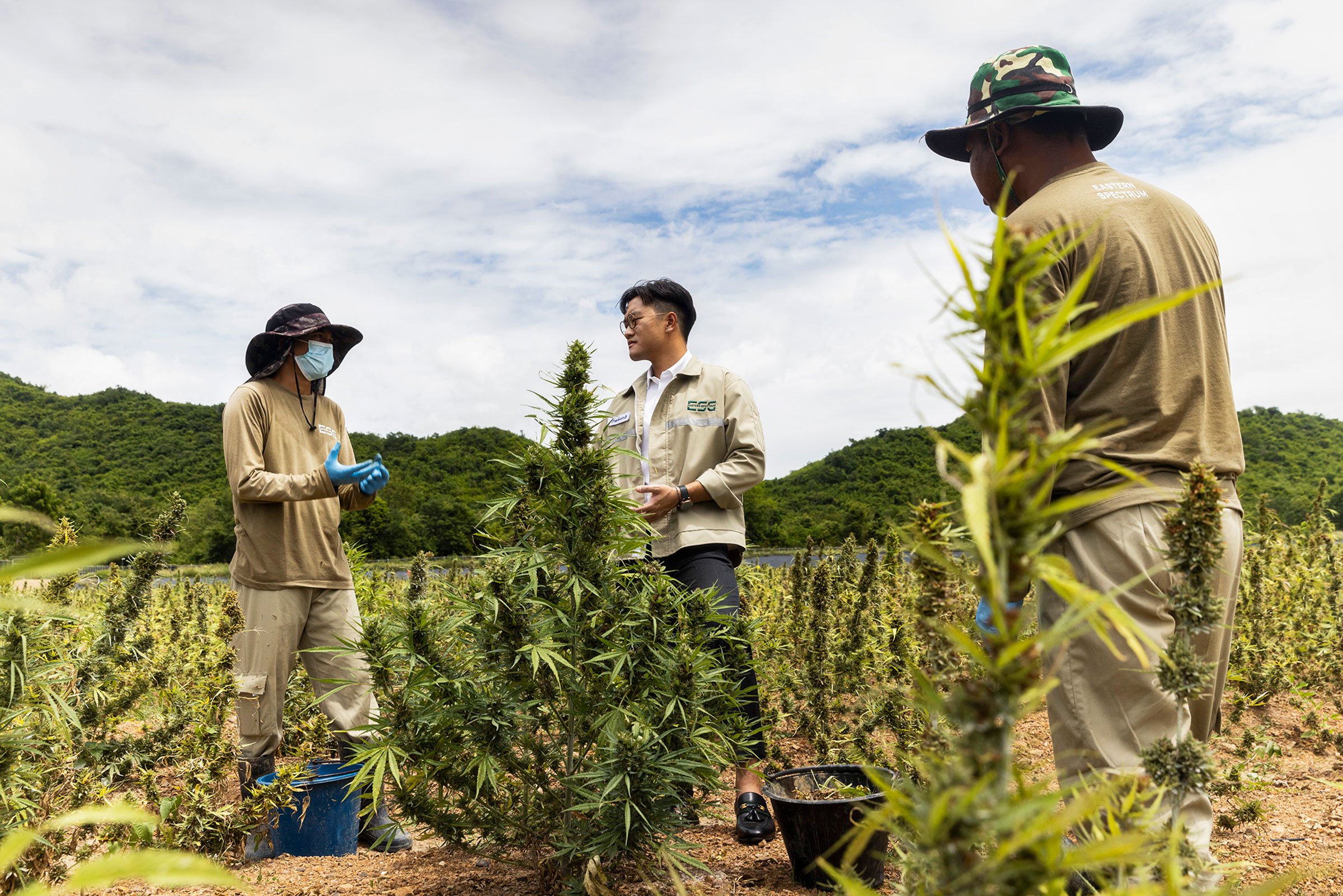 Des agriculteurs thailandais cultivant le cannabis